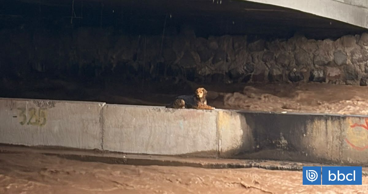 Perro queda atrapado en río Mapocho tras crecida de caudal por lluvias: se espera operativo de rescate