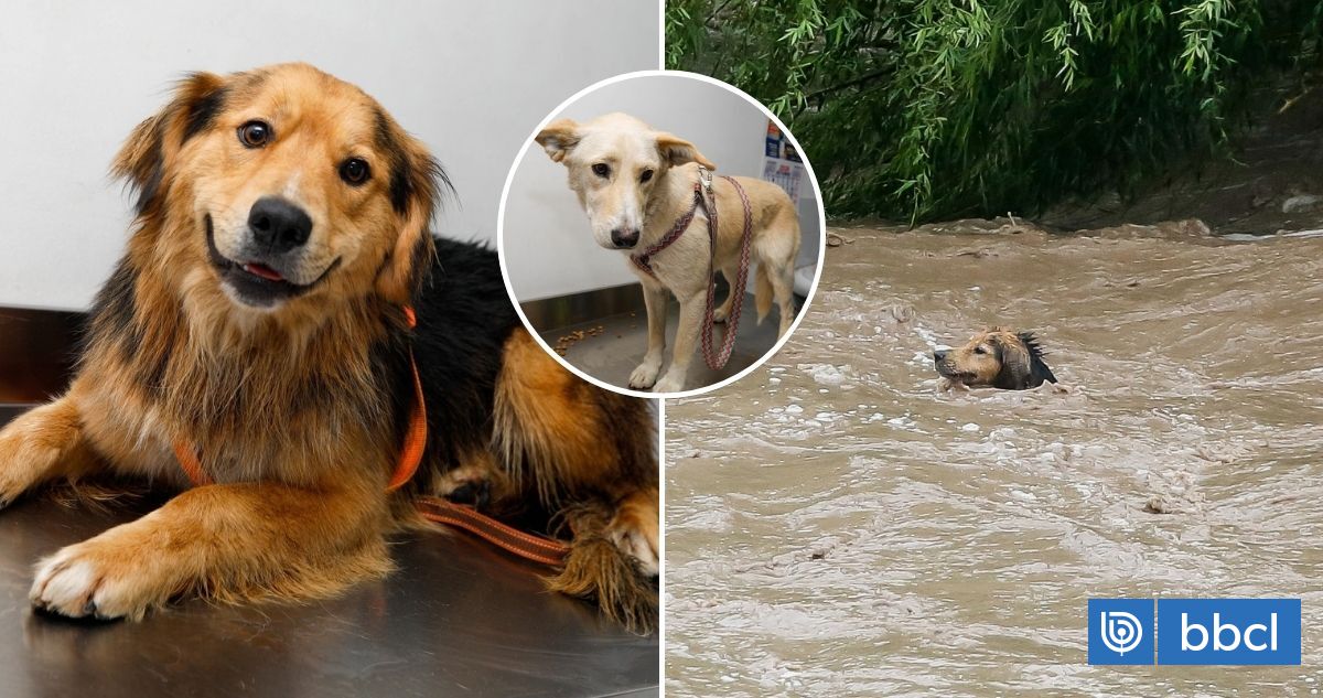 Morocho busca hogar tras rescate en el río Mapocho: su amiga Lulú también aguarda por una familia