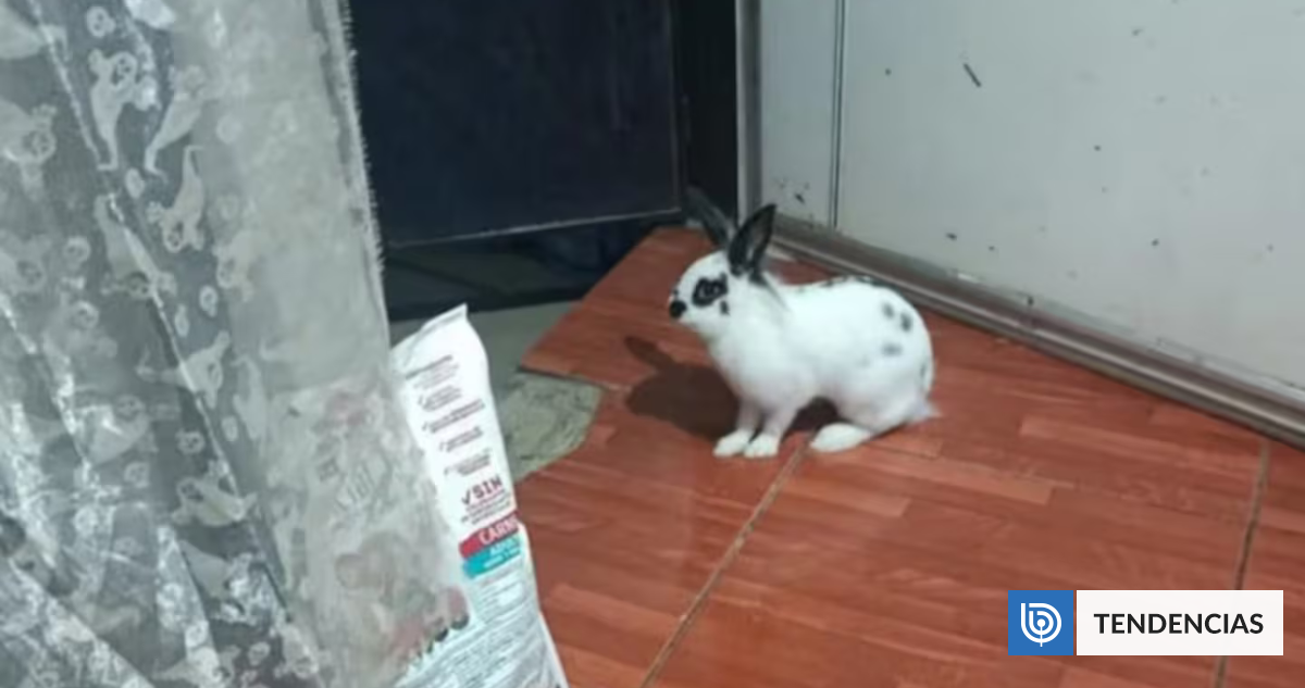 "Vainilla", el héroe: tierno conejo frustró robo en la casa de una jueza en Argentina