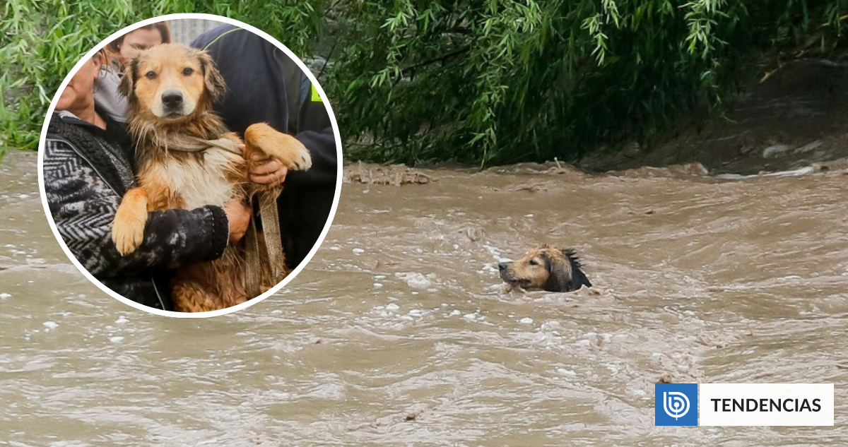 Del río Mapocho a la India: rescate del perro "Morocho" llega a la prensa internacional
