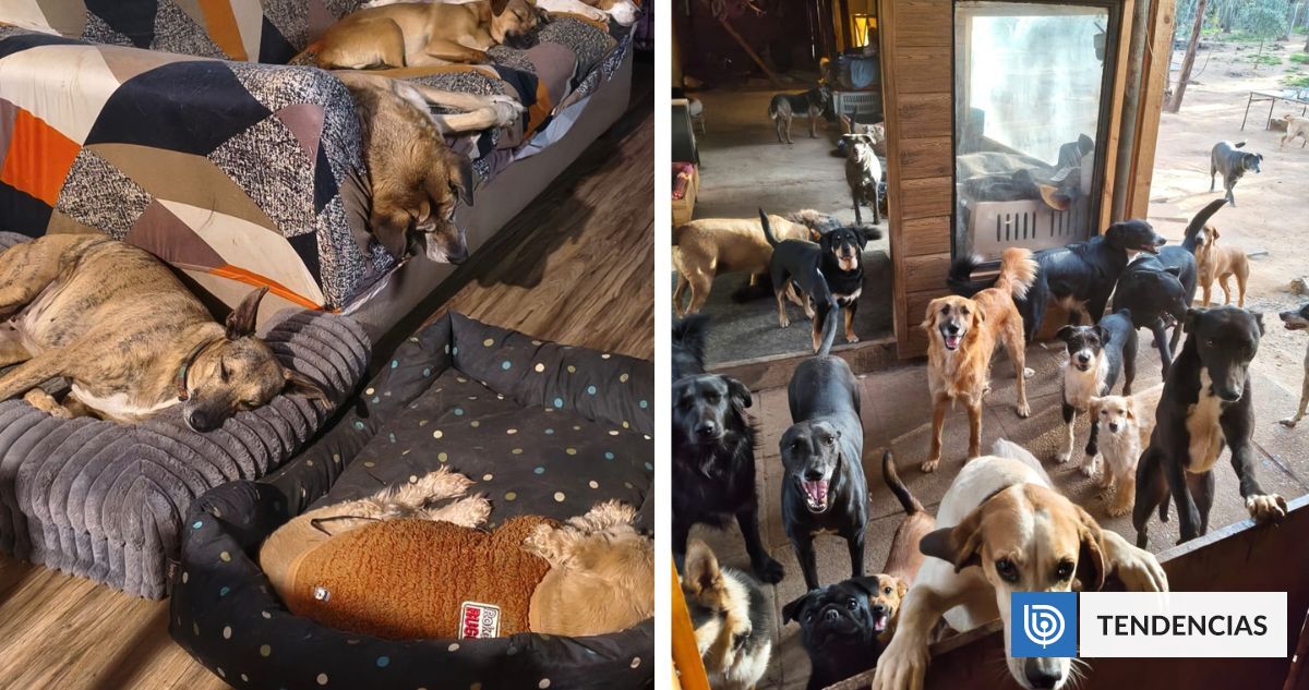Perdió a 27 animales en un incendio y reconstruyó su santuario: hoy cuida a 69 perros en Nuble