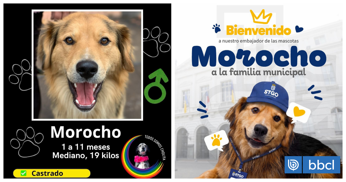 Polémica por Morocho: Desbordes anuncia adopción del can y agrupación asegura que ya le tienen familia