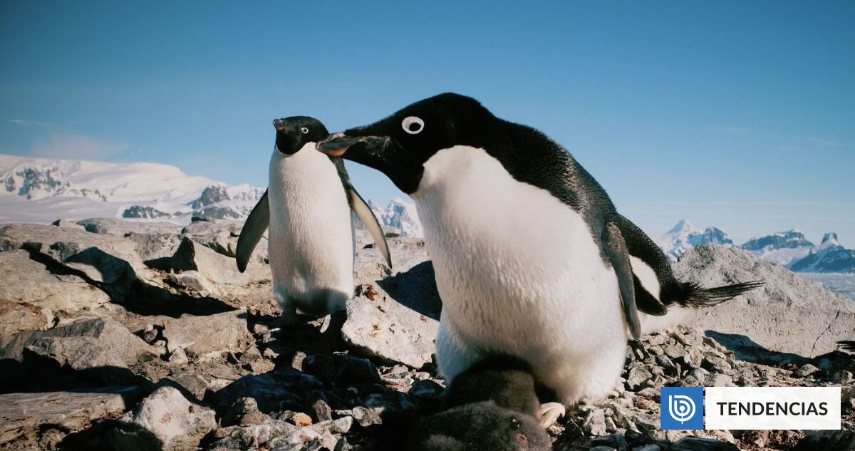 Pingüinos aceleran calentamiento global por su excremento: Emite metano "extraordinariamente intenso"
