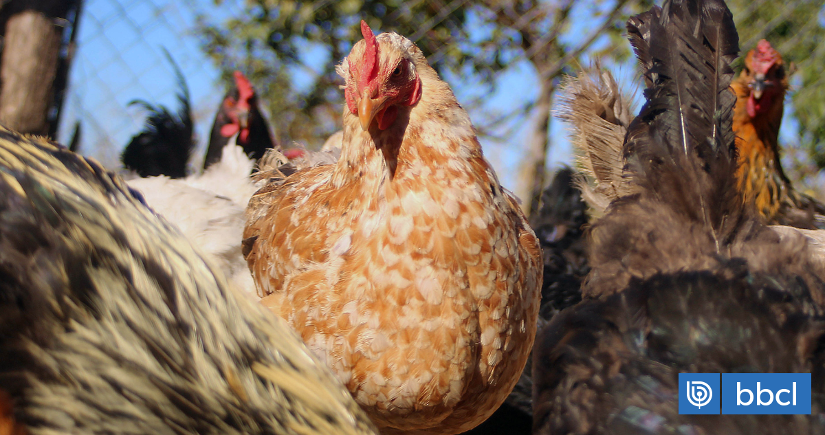 Hombre quiso robar una gallina y murió de un escopetazo en La Serena: dueño de casa será formalizado
