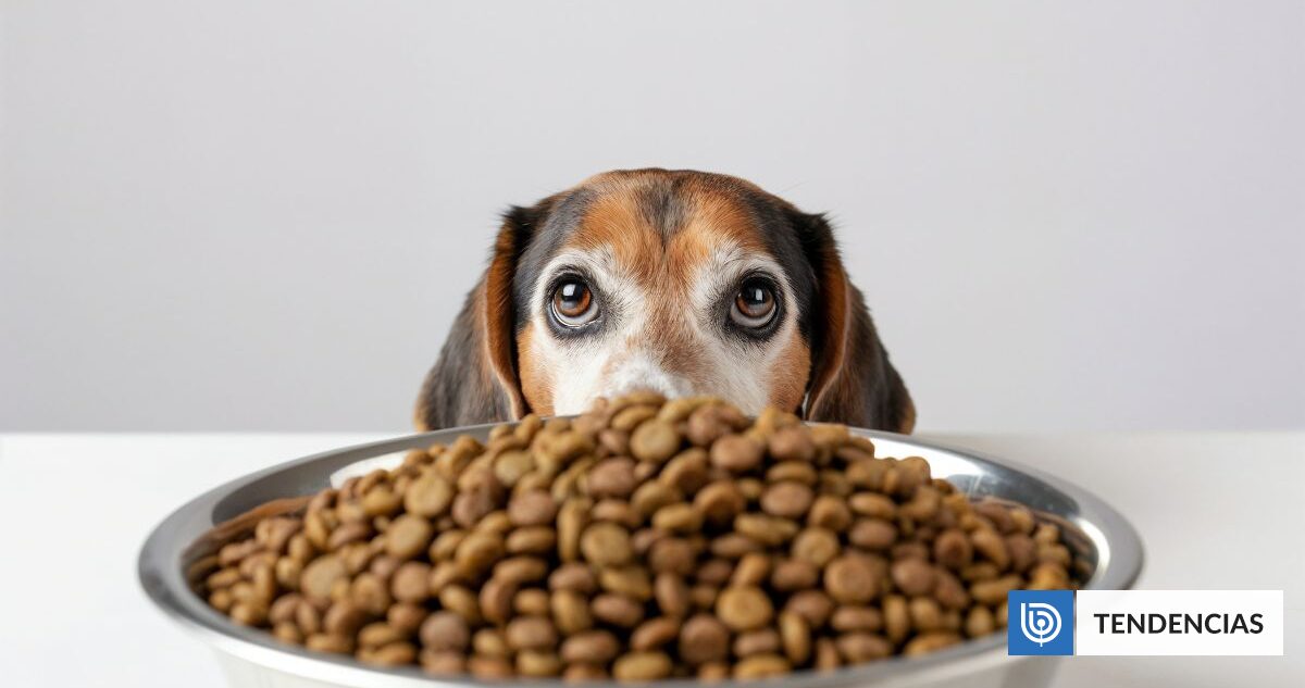 ¿Cuántas veces al día deben comer perros y gatos? Veterinarios explican cómo calcular las porciones