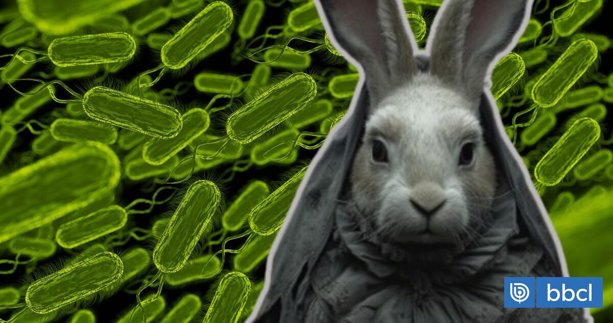 Tularemia o "fiebre del conejo": Un arma biológica potencial aumenta en EE.UU por el cambio climático