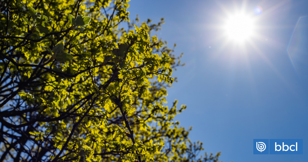 Calor, viento Puelche y una breve pausa en las lluvias: así estará el Tiempo en los próximos días