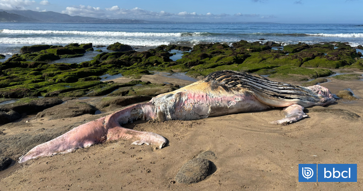 Cría de ballena jorobada de unos 9 metros aparece muerta en playa de Cachagua en Zapallar