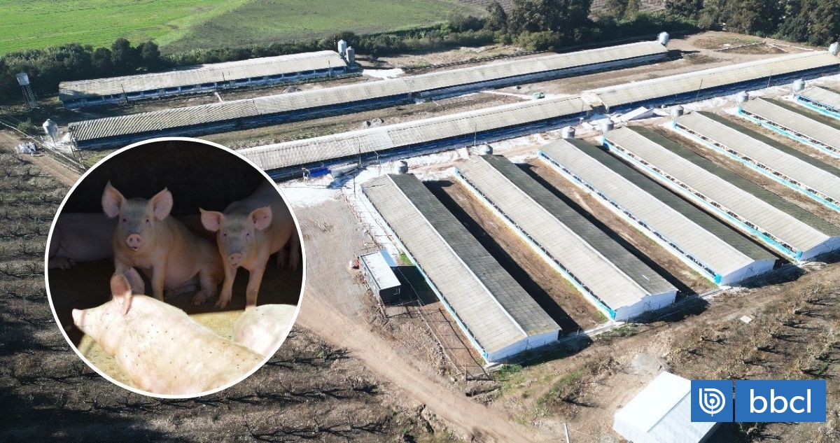 Rechazan demanda por daño ambiental contra 2 planteles de crianza y engorda de animales en la RM