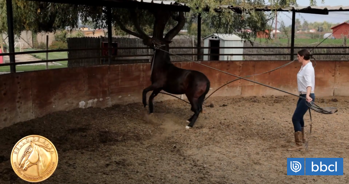 Trabajo con cuerdas en caballos