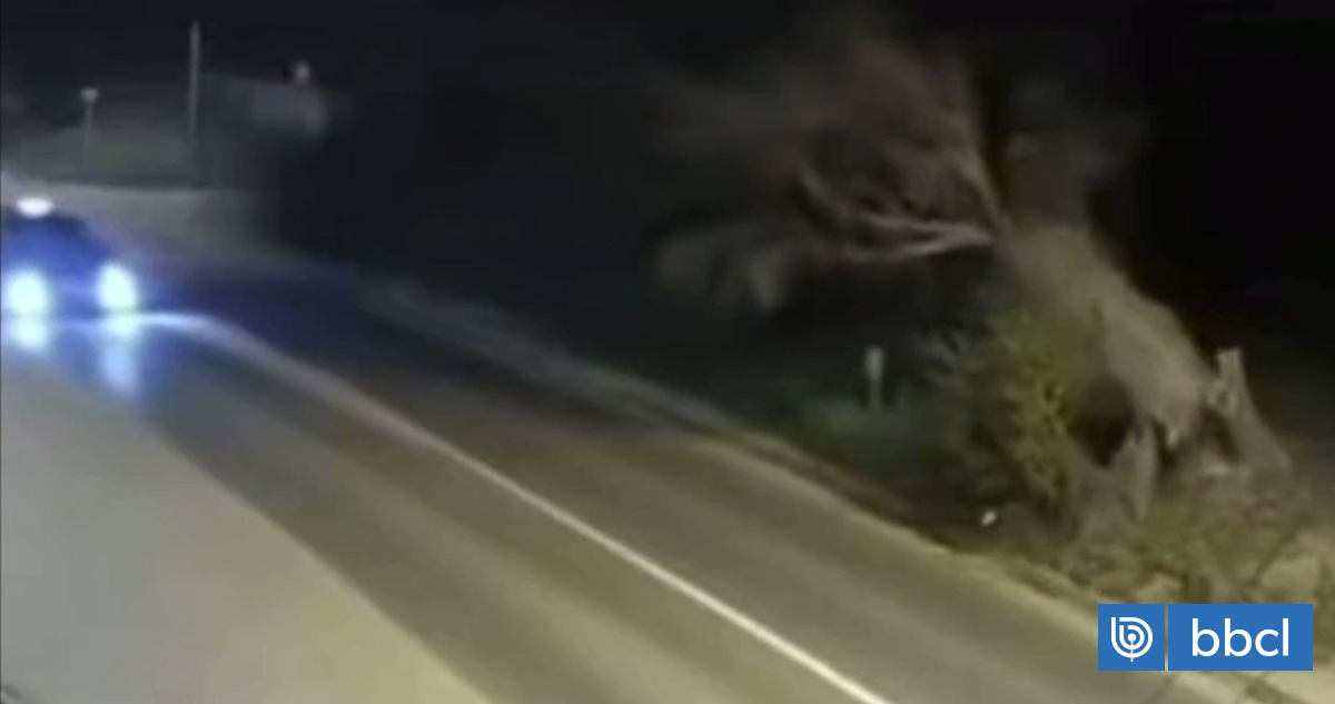 VIDEO | Árbol cae sobre taxi colectivo en el que iban tres personas en Villa Alemana: están ilesas