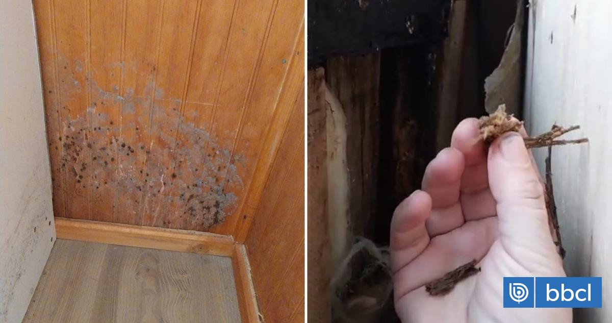 Detectan problemas de humedad en viviendas entregadas hace menos de un año en Neltume