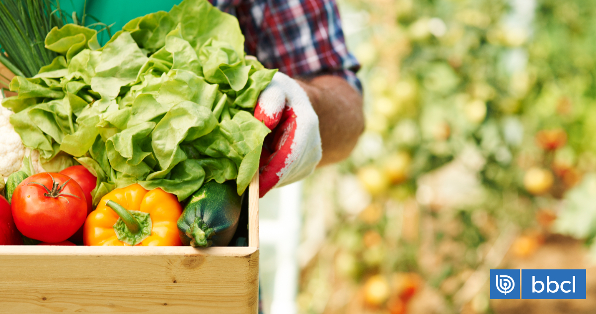 "Desde lo analógico hasta la IA": expertos destacan innovaciones de la industria de alimentos
