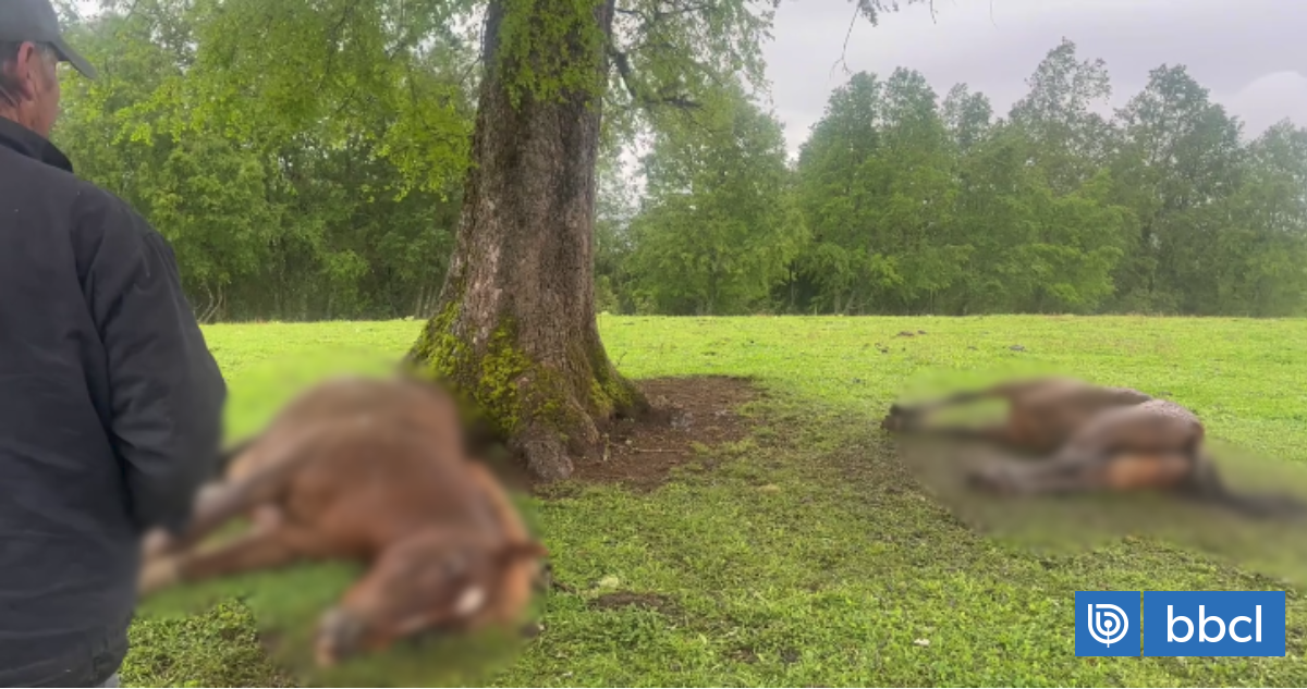 Rayo mata a yegua preñada y a un potrillo en Cunco en medio de fuerte sistema frontal