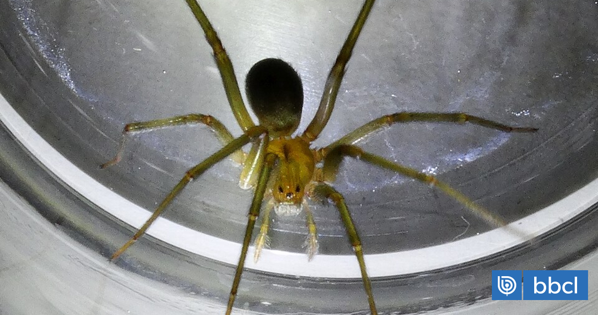 Qué hacer si te muerde una araña de rincón y por qué es importante llevarla a Urgencias viva o muerta