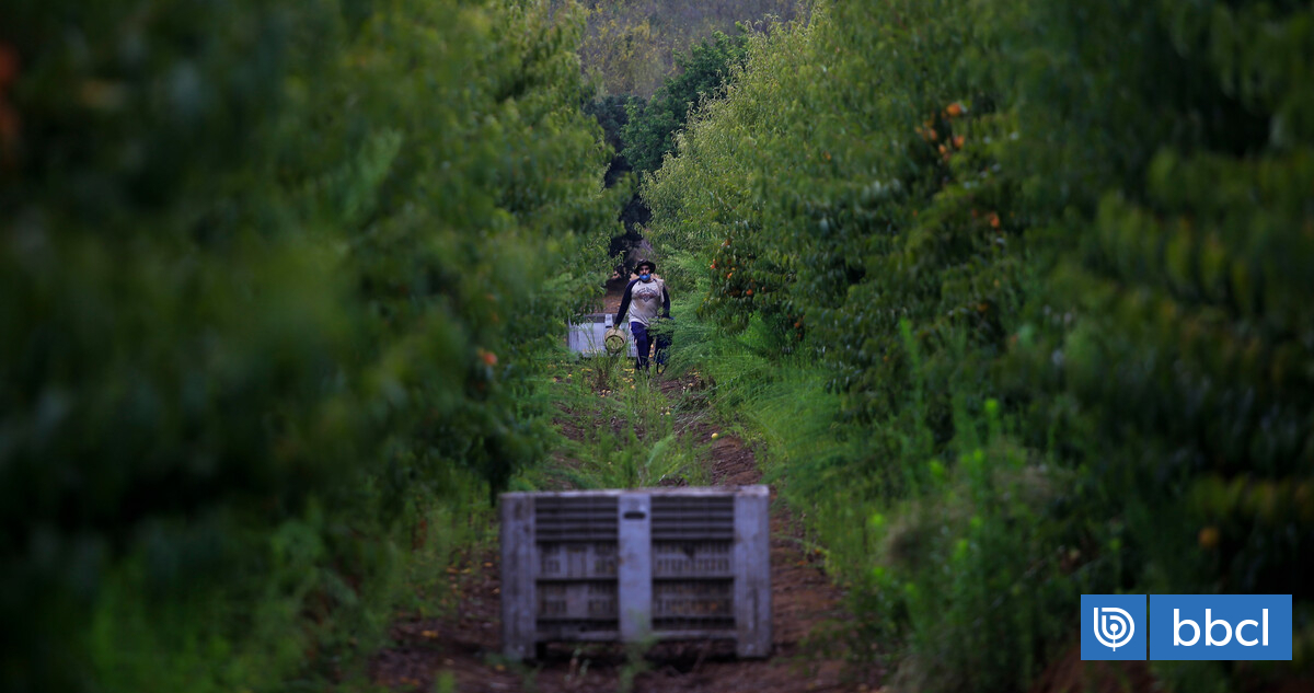 Aranceles de Trump golpean al agro chileno: gremios advierten pérdidas por US$ 800 millones