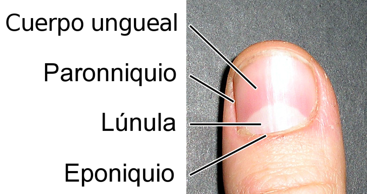 Uñas