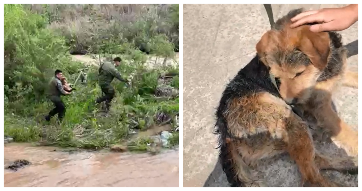 VIDEO | Rescatan a perro atrapado en el río Mapocho tras crecida por fuerte lluvia en Santiago