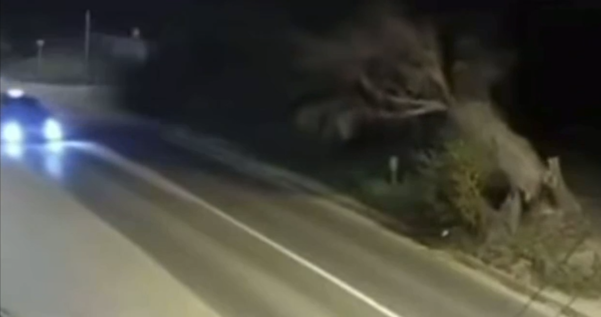 Video capta caída de árbol sobre taxi colectivo Villa Alemana: resultaron ilesas