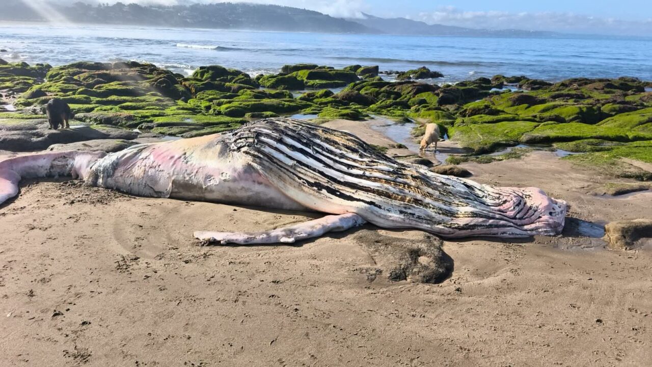 Cría de ballena jorobada de unos 9 metros aparece muerta en playa de Cachagua en Zapallar
