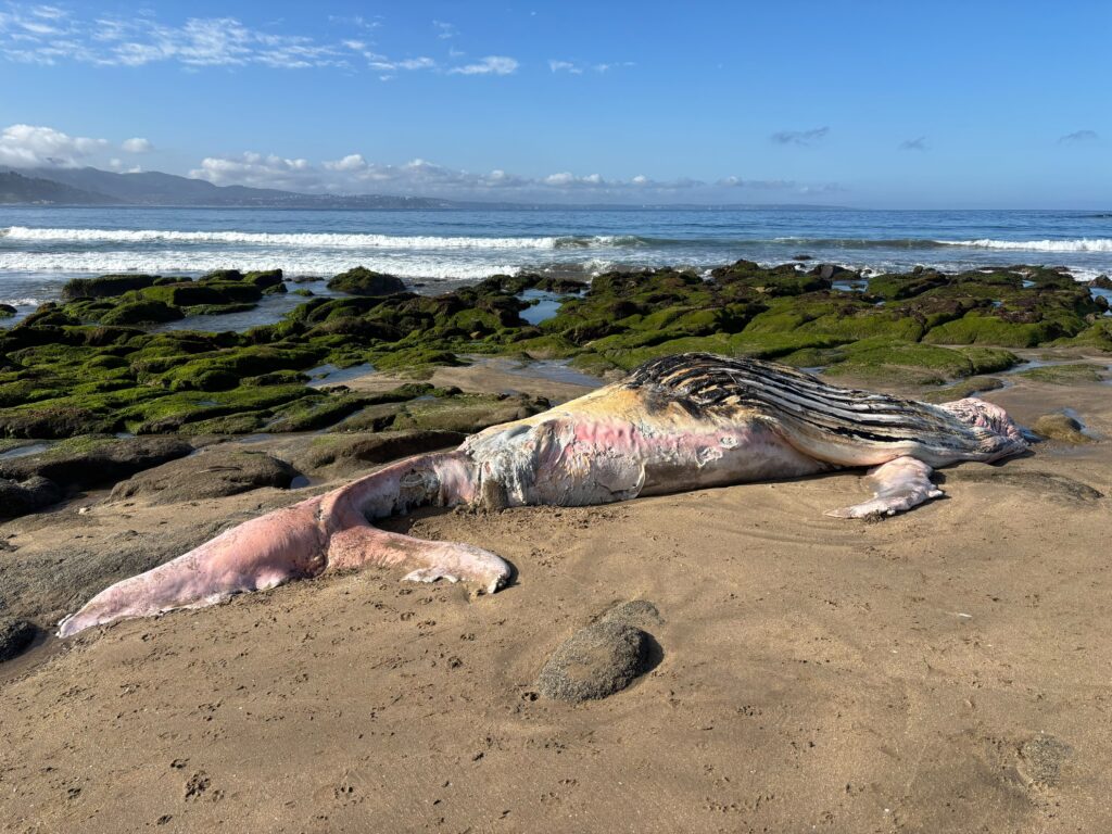 Cría de ballena jorobada de unos 9 metros aparece muerta en playa de Cachagua en Zapallar
